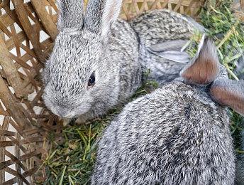 全英雄伤害削弱?拳头计划减缓《英雄联盟》团战节奏